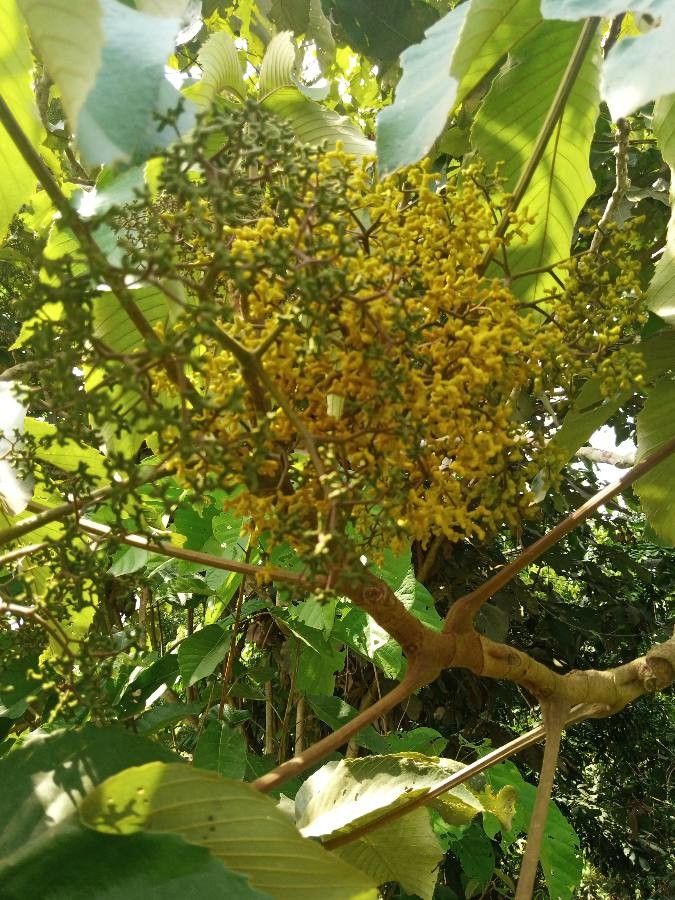 Myrianthus arboreus flower