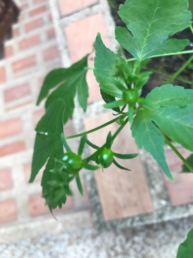 Astraea lobata fruit