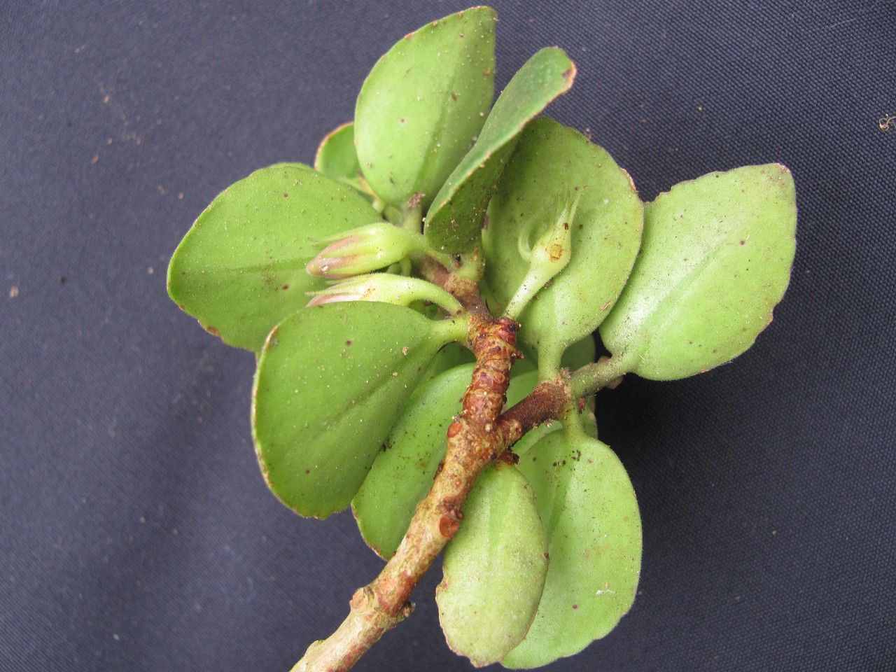 Codonanthe macradenia other