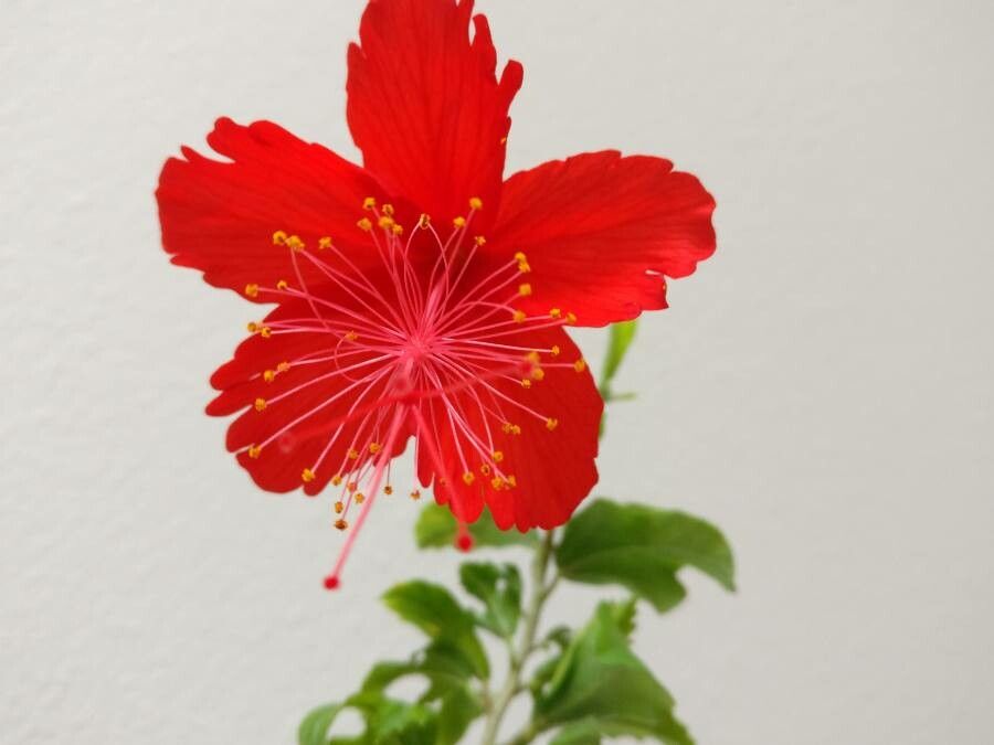 Hibiscus phanerandrus flower