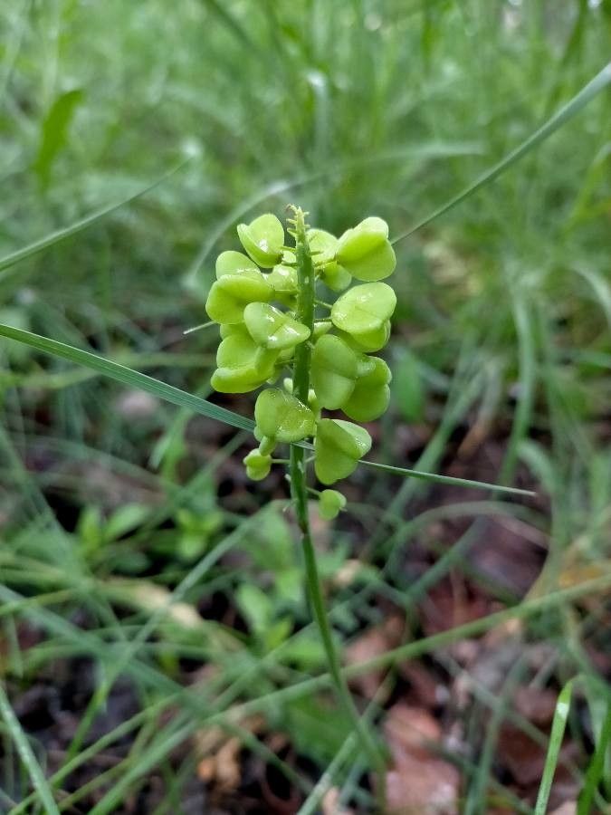 Orchis purpurea fruit