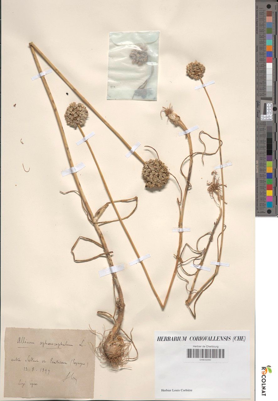 Allium scaberrimum other