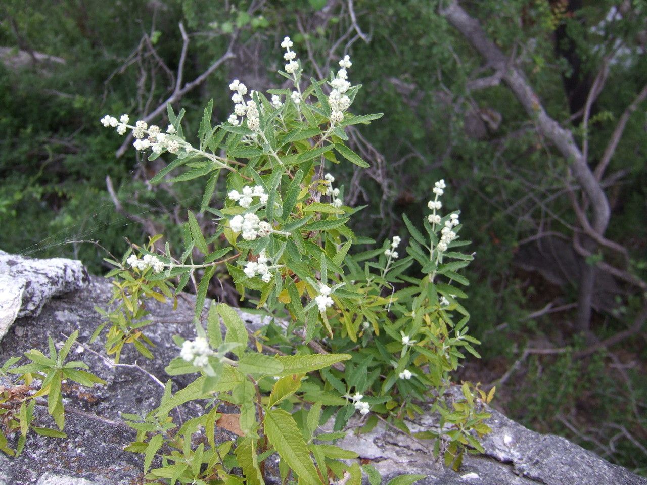 Buddleja racemosa habit