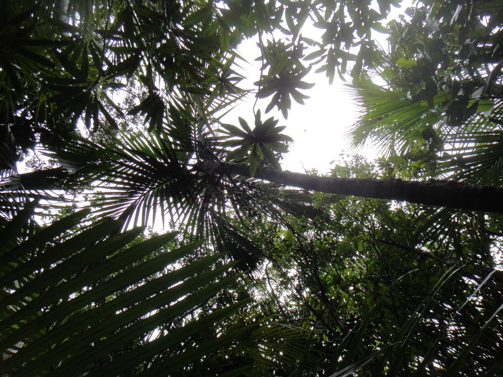 Clinosperma macrocarpa habit