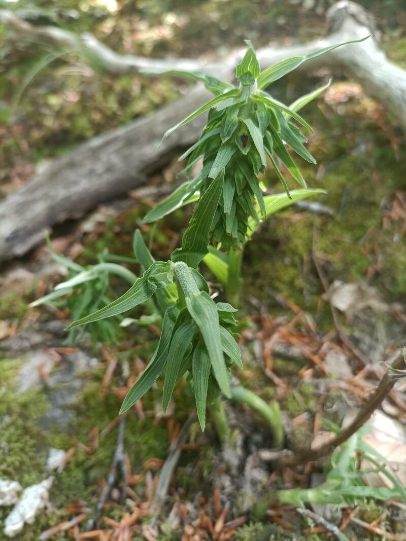 Epipactis purpurata — search result for 'Serbia'
