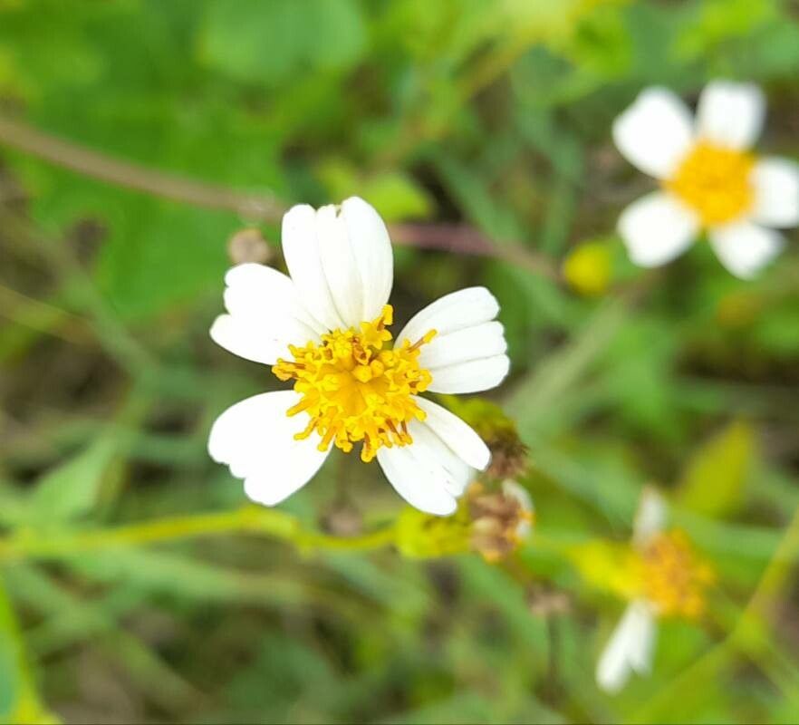 Bidens leucanthema flower