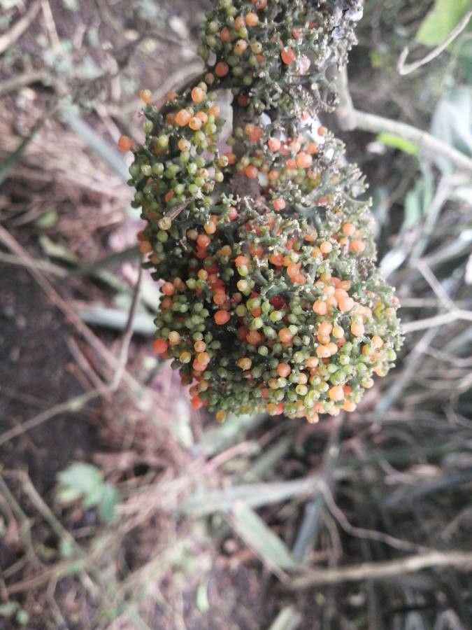 Urera caracasana fruit