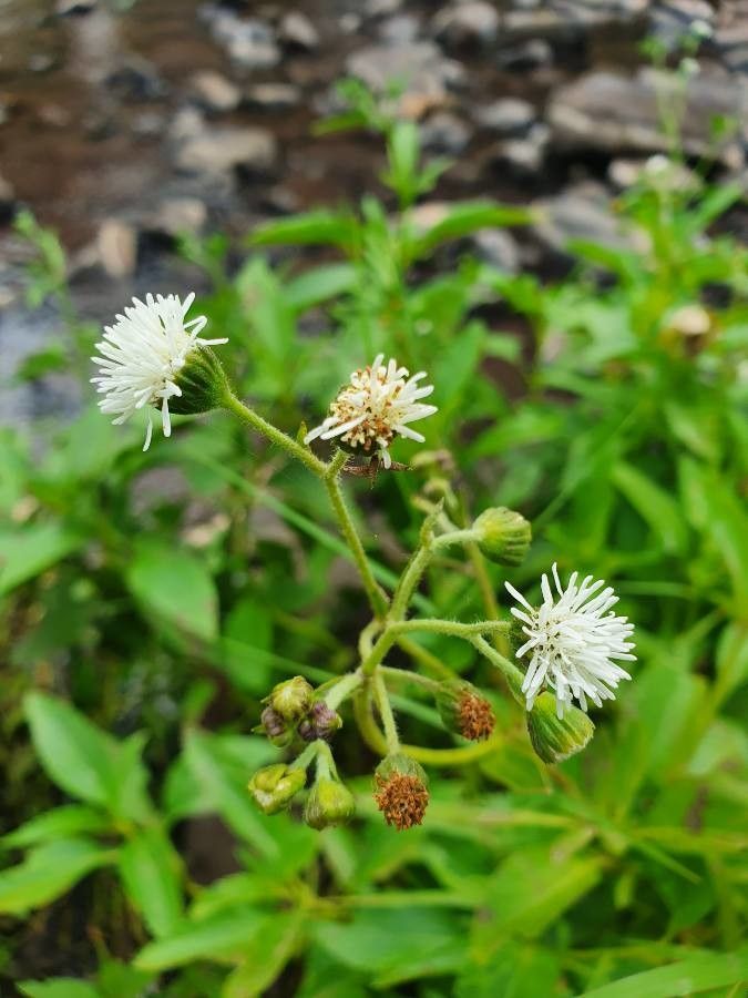 Adenostemma mauritianum flower