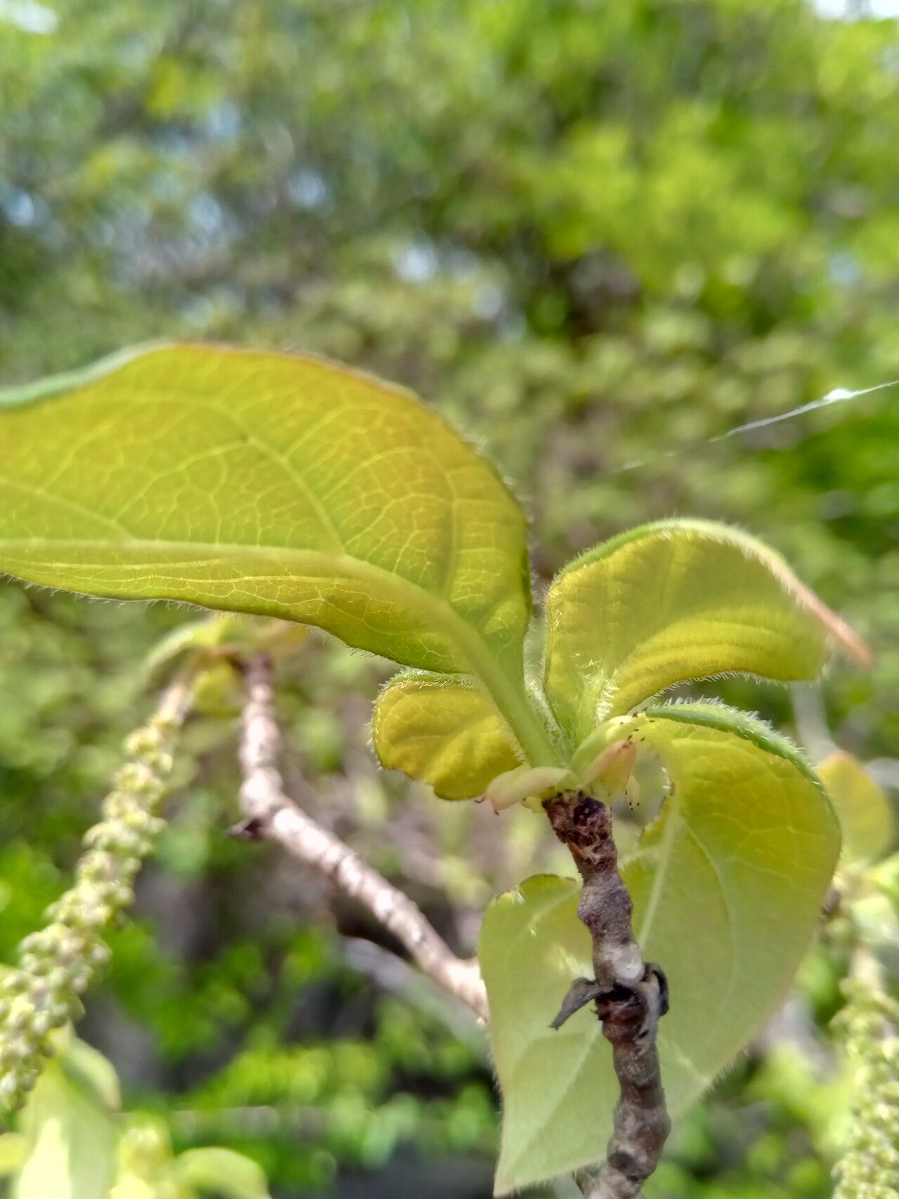 Hymenodictyon louhavate — houseplant care guide