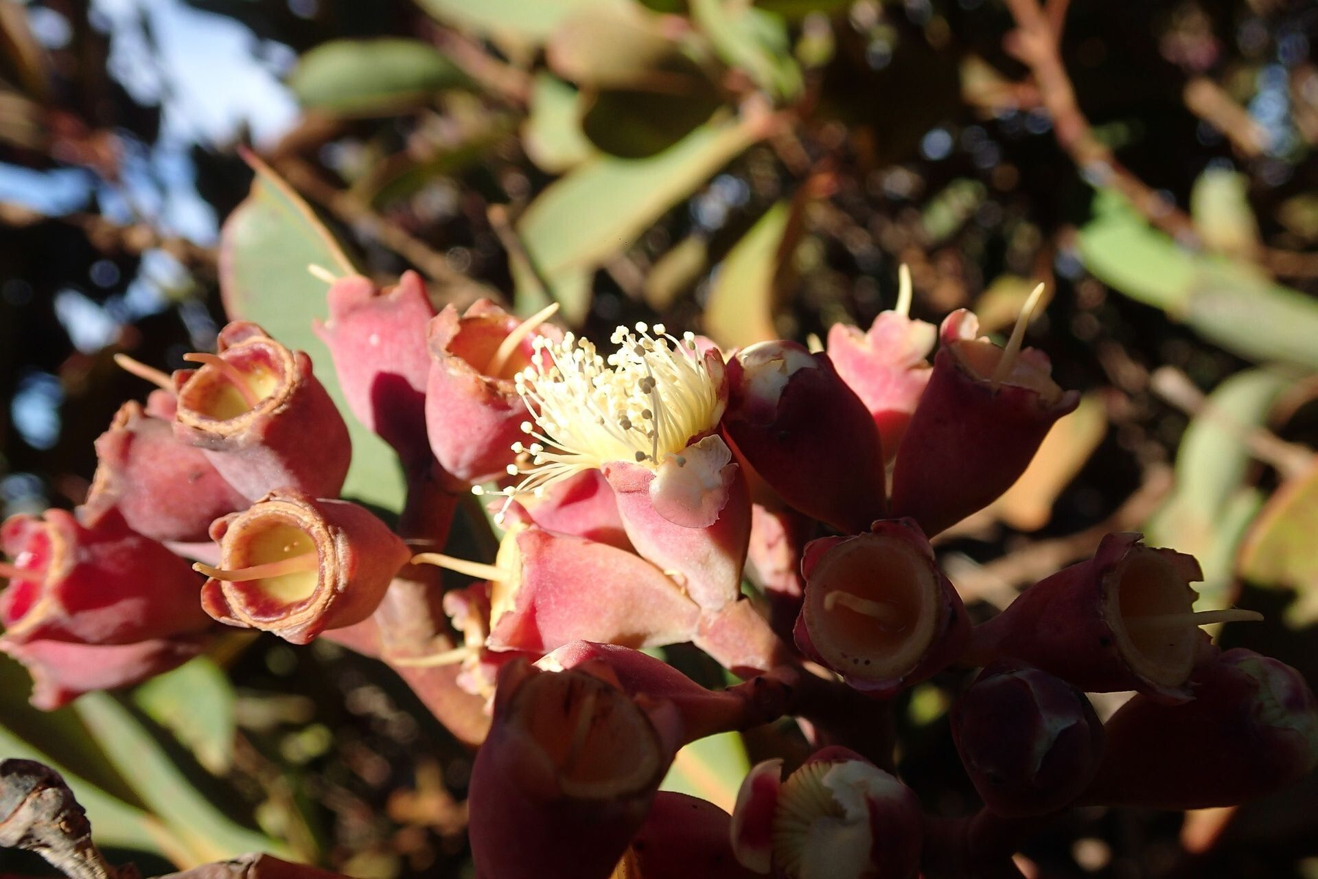 Syzygium kriegeri flower