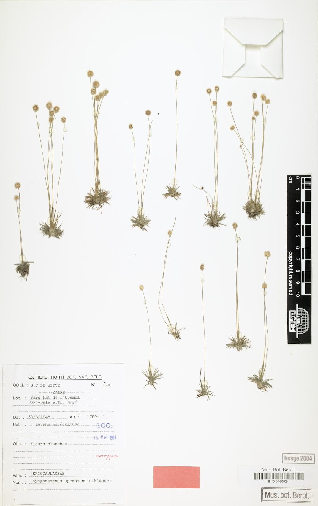 Syngonanthus upembaensis — houseplant care guide