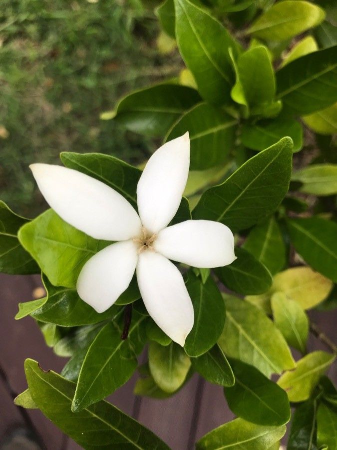 Gardenia urvillei flower