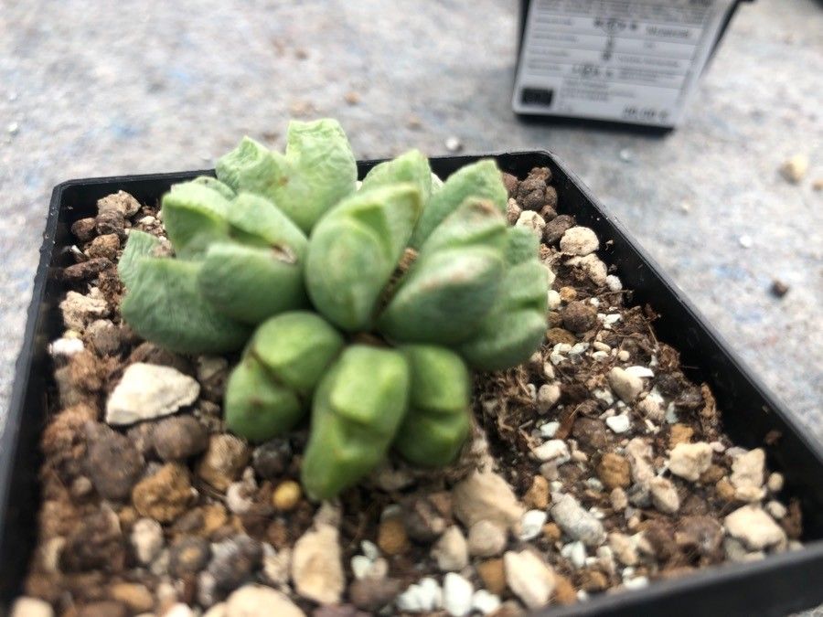 Conophytum bilobum — search result for 'Aizoaceae'