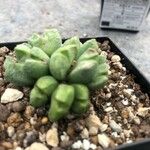Conophytum bilobum