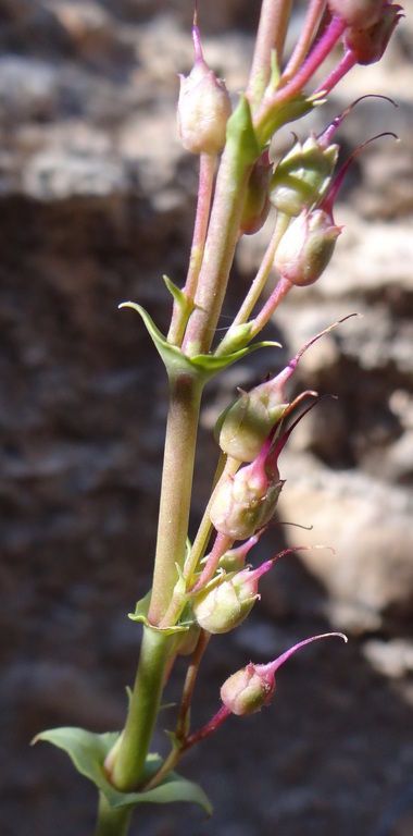 Penstemon stephensii — houseplant care guide