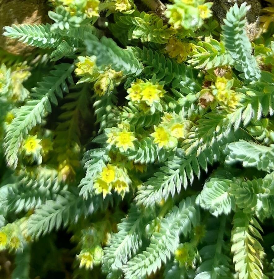 Alchemilla pinnata flower