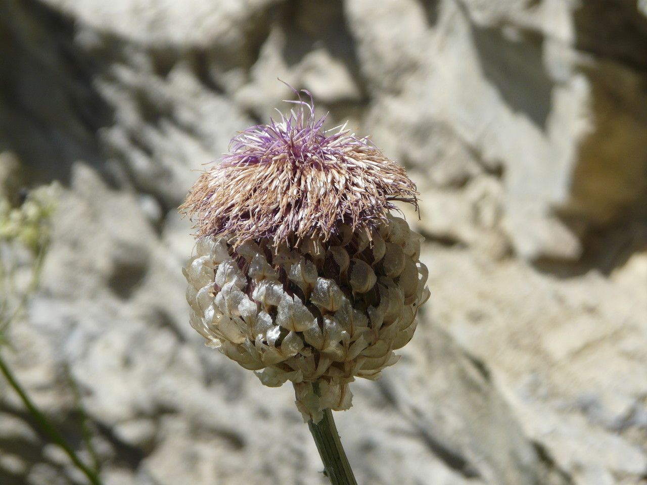 Rhaponticum heleniifolium flower