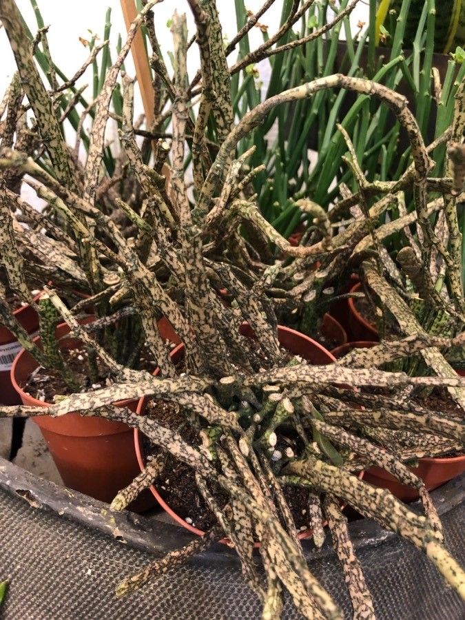 Euphorbia platyclada leaf