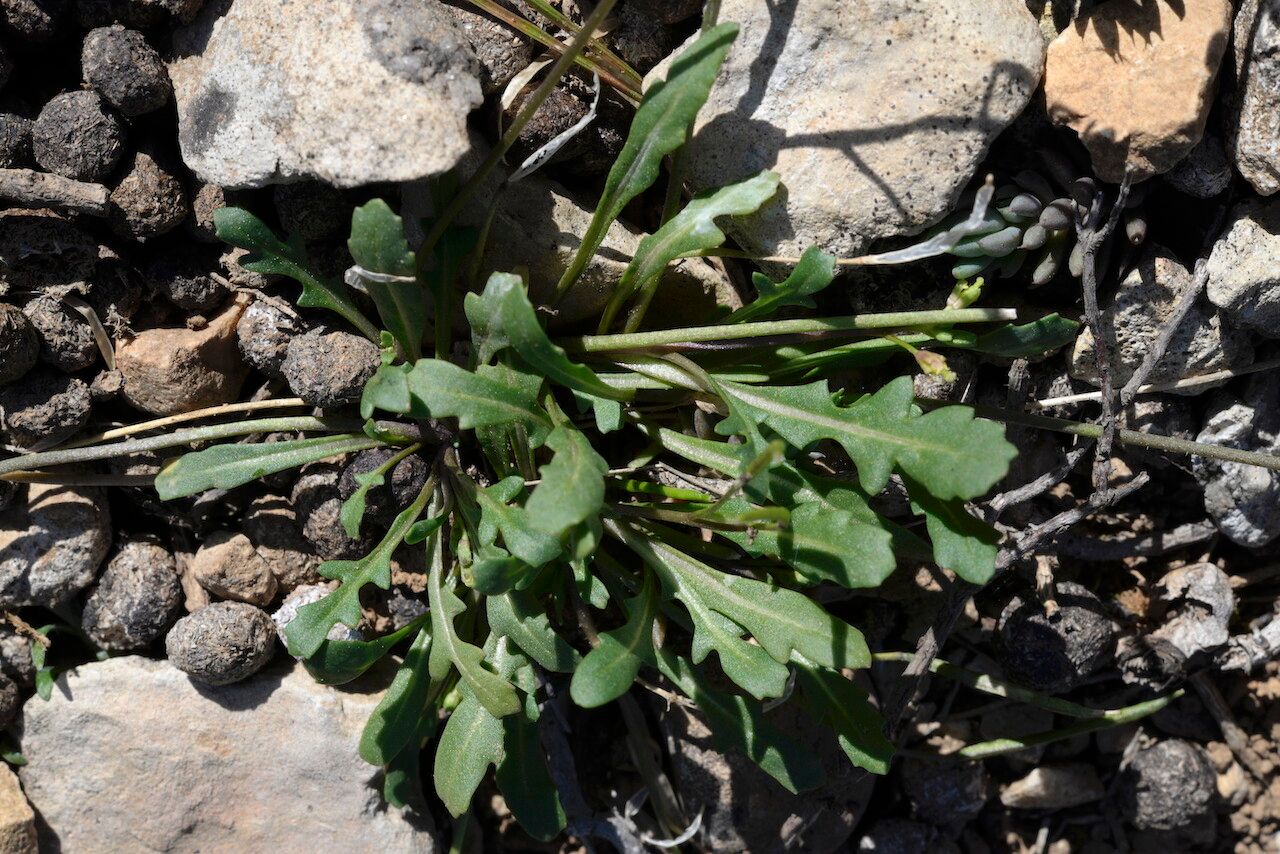 Diplotaxis viminea leaf