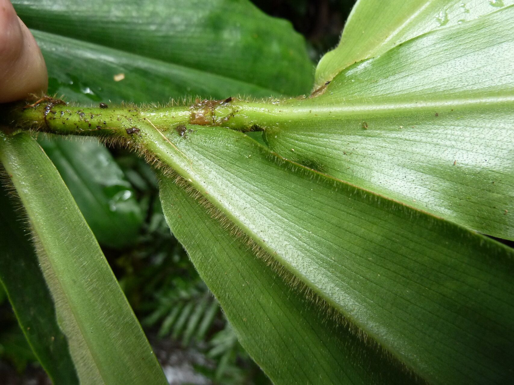 Costus nimba leaf