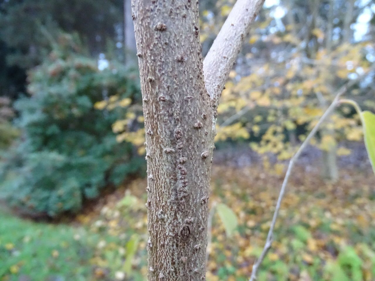 Sinowilsonia henryi bark