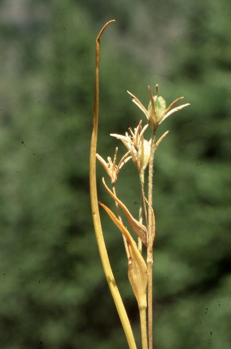 Gagea fragifera fruit