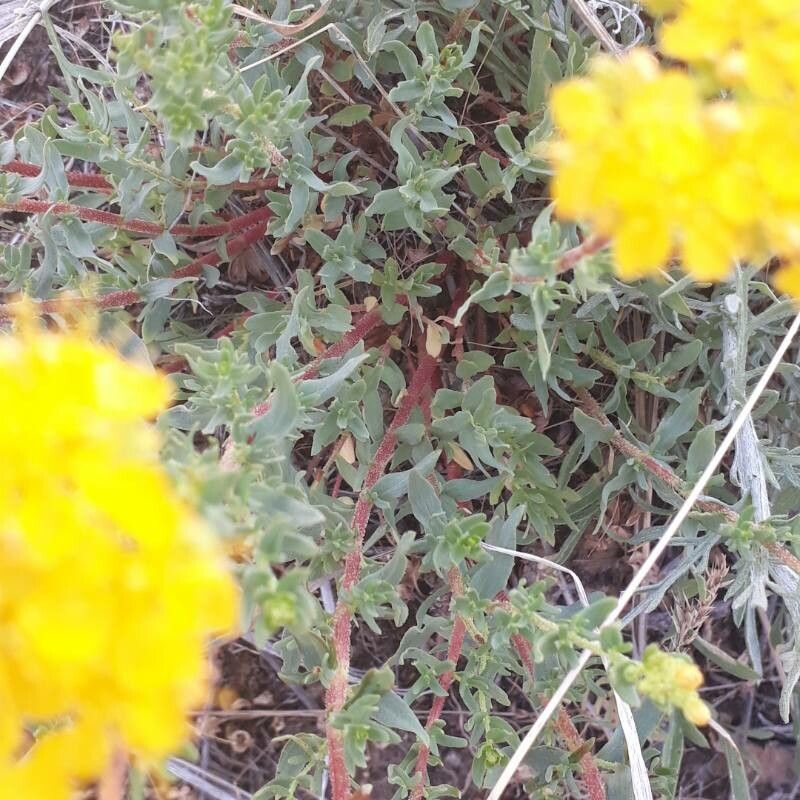 Hypericum scabrum — houseplant care guide