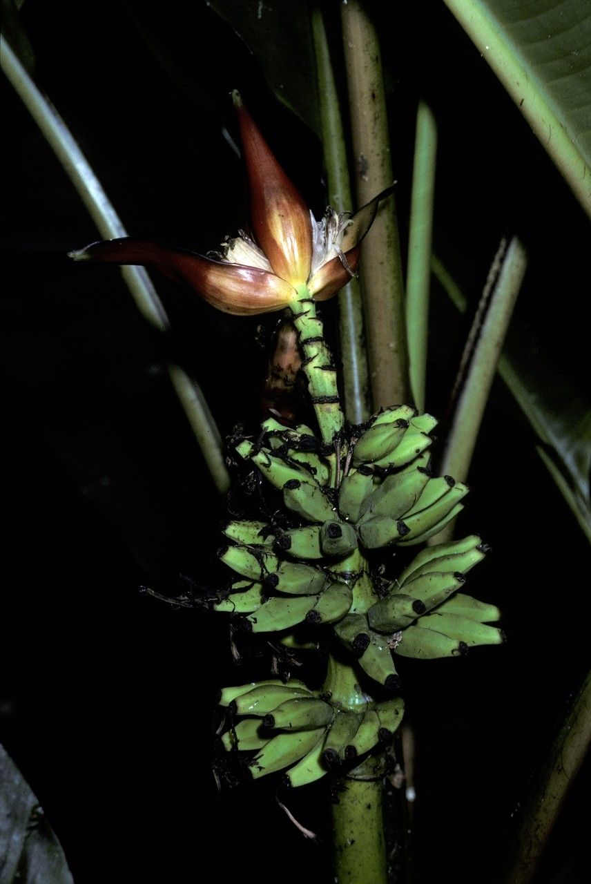 Musa monticola flower