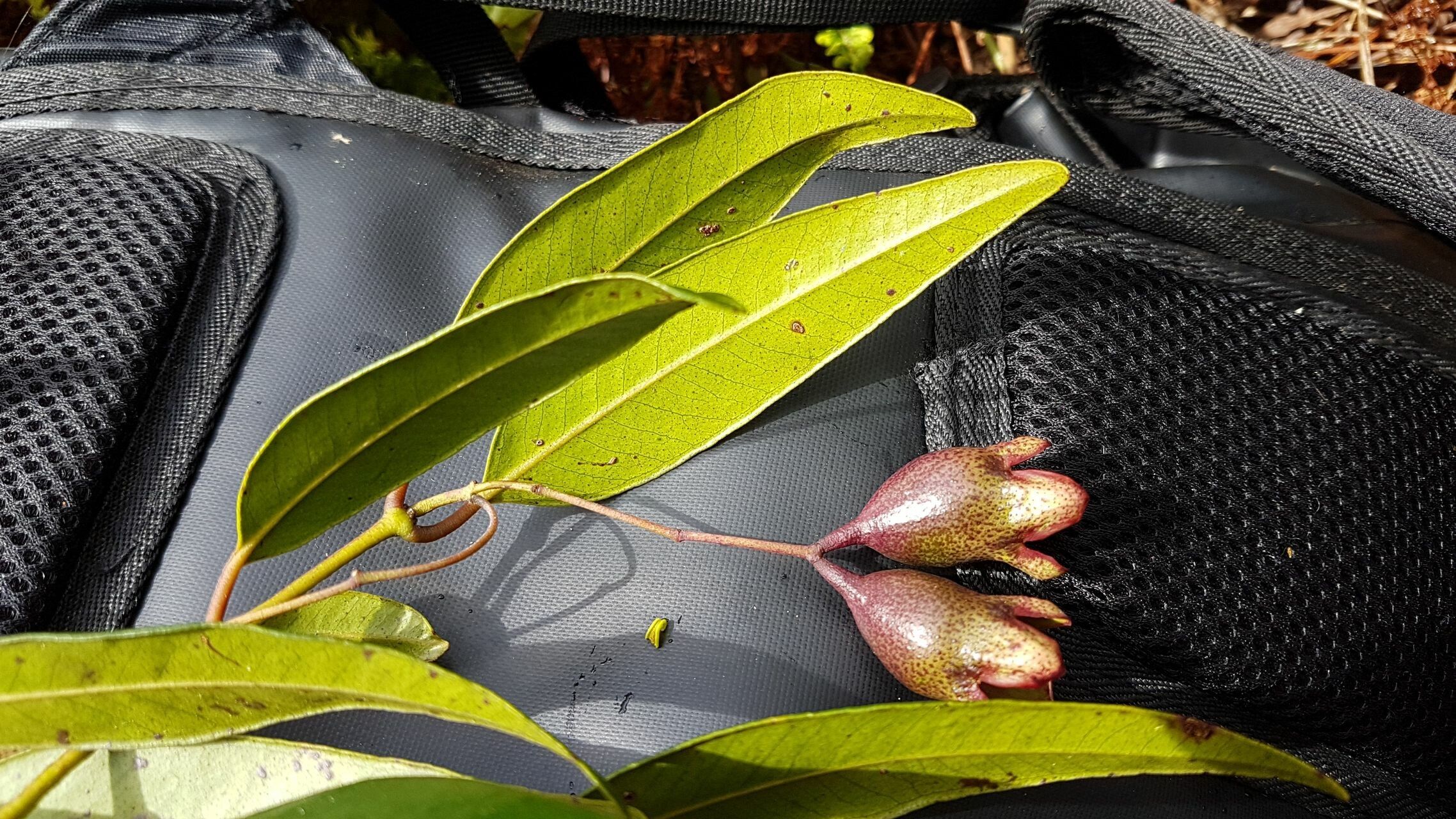 Syzygium schistaceum fruit