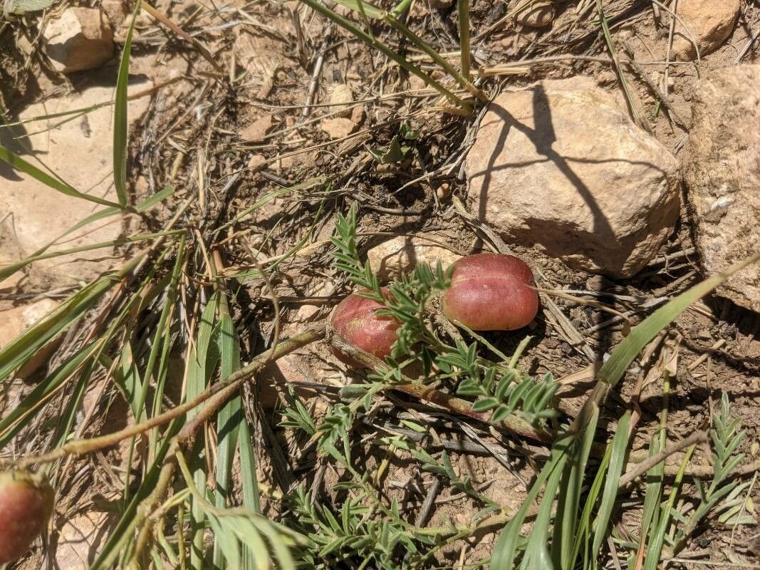 Astragalus crassicarpus fruit