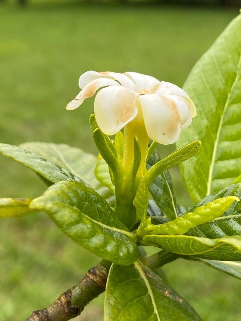 Gardenia brighamii flower