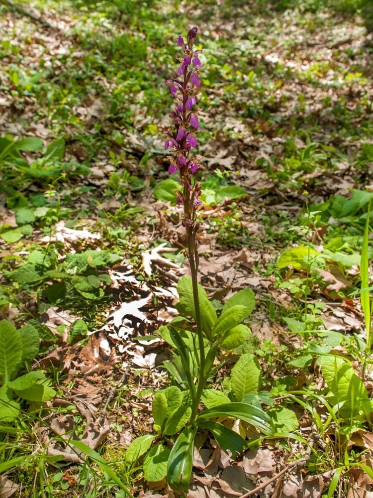 Orchis spitzelii habit