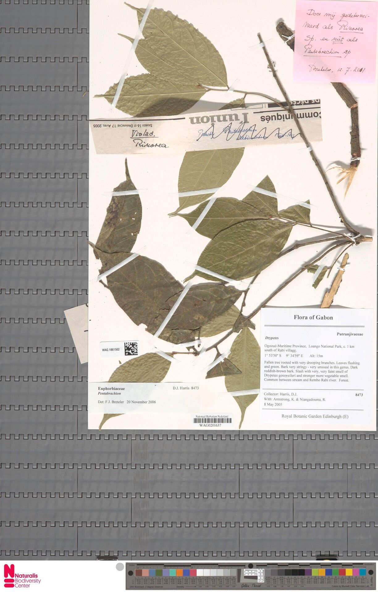 Rinorea ebolowensis — houseplant care guide