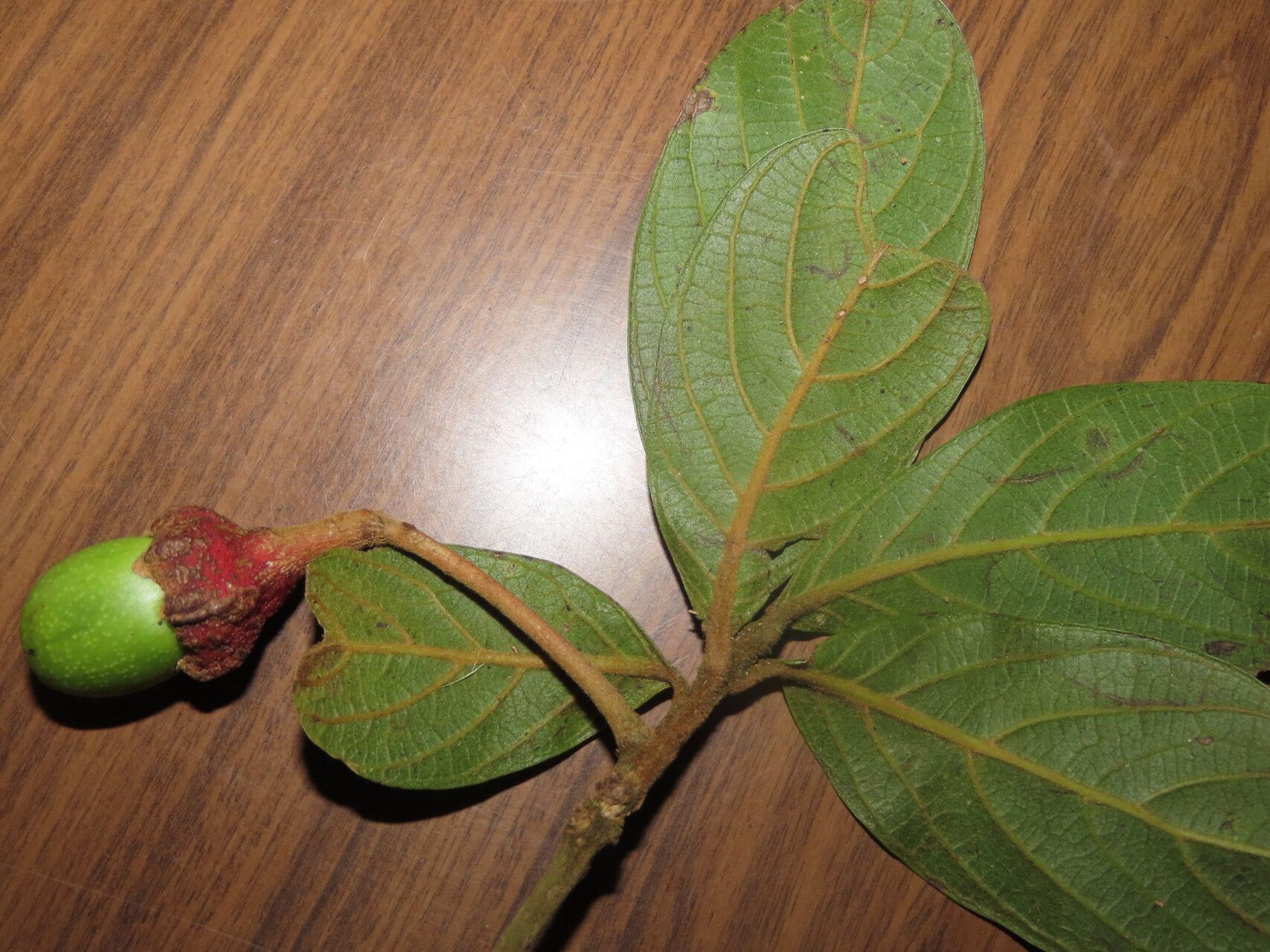 Ocotea pseudopalmana leaf