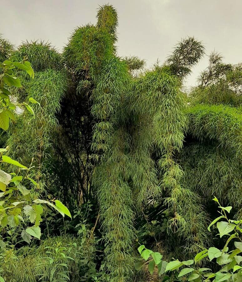 Chusquea lorentziana habit