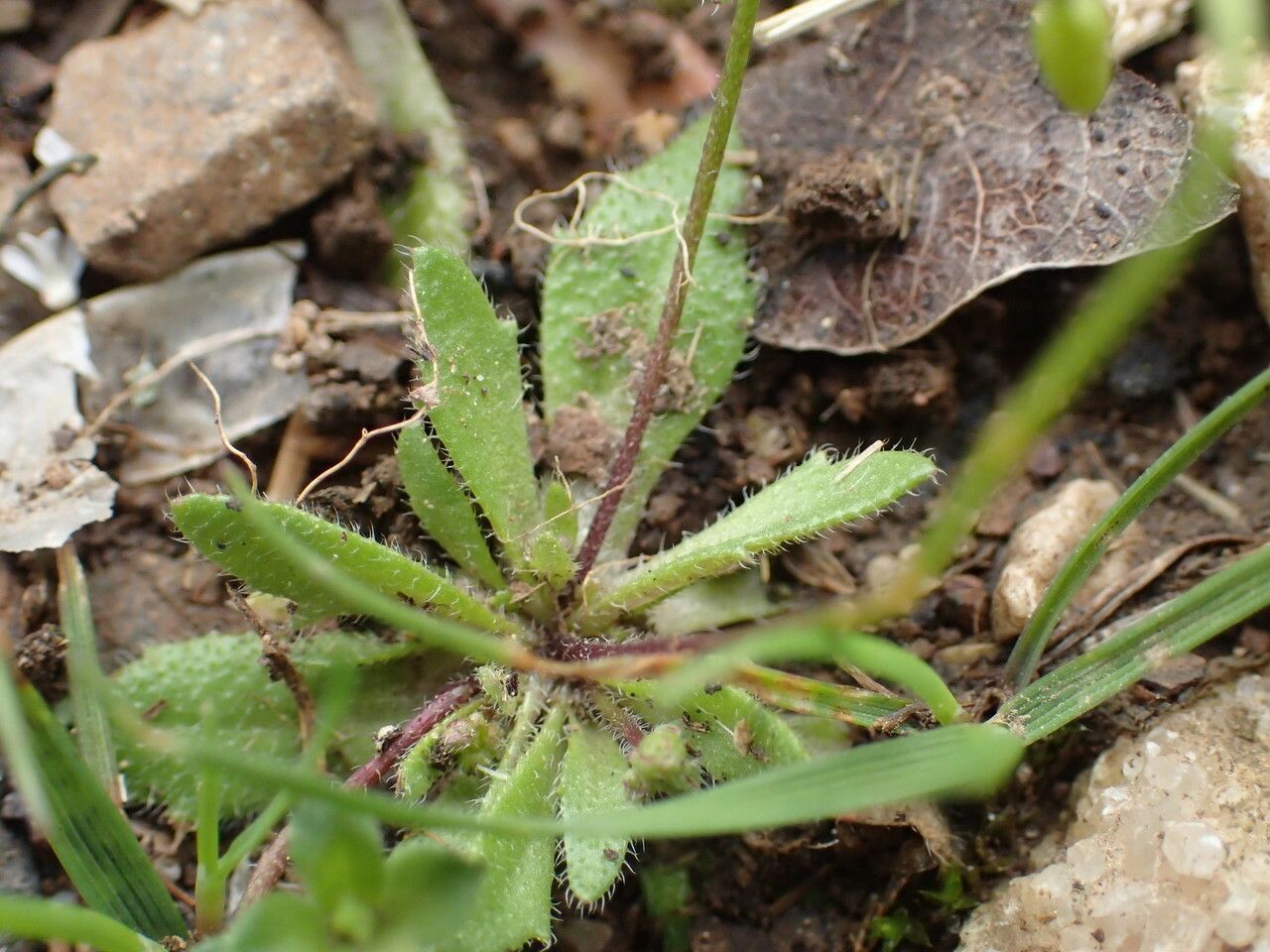 Erophila verna — search result for 'Brassicaceae'