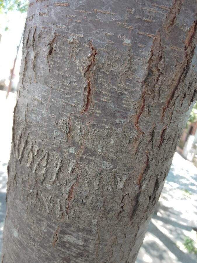 Acacia abbreviata bark
