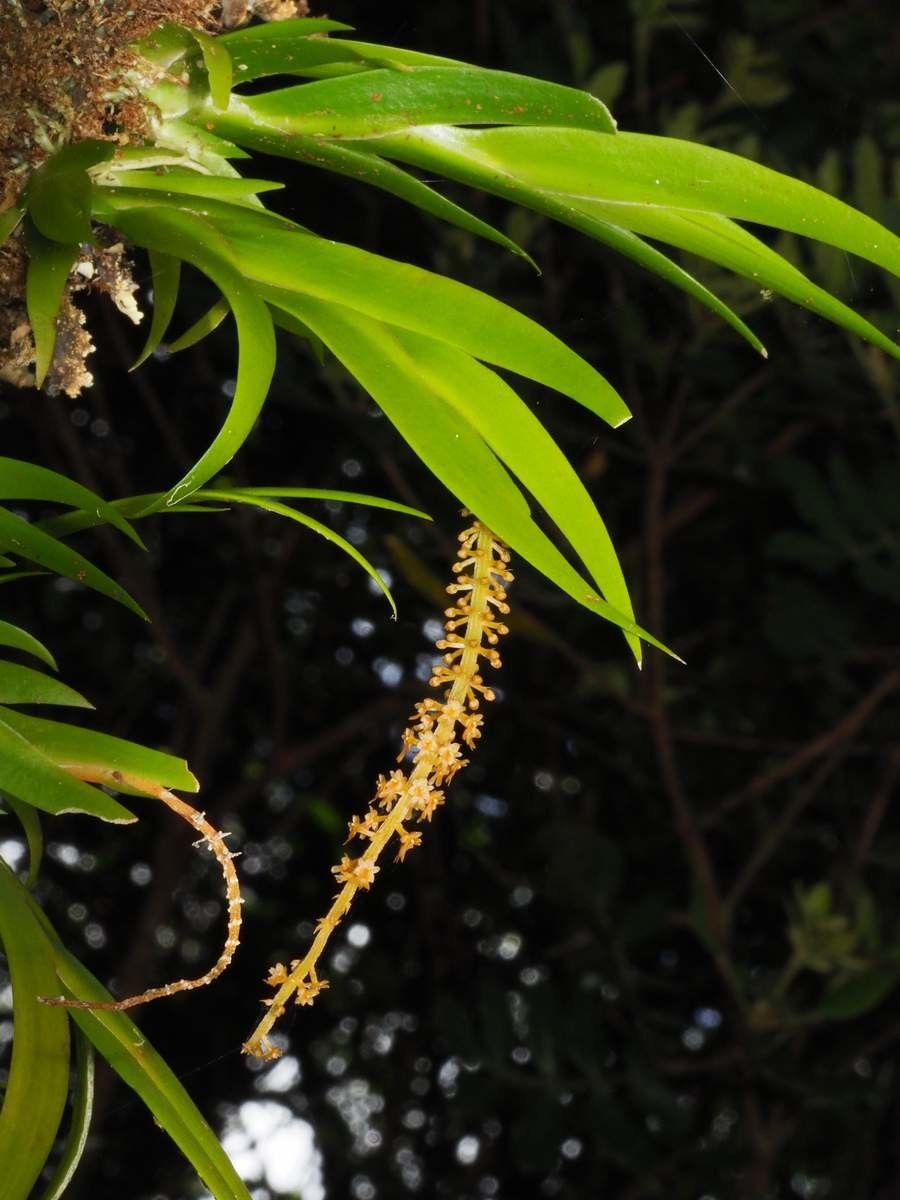 Oberonia bifida — related species from the same genus