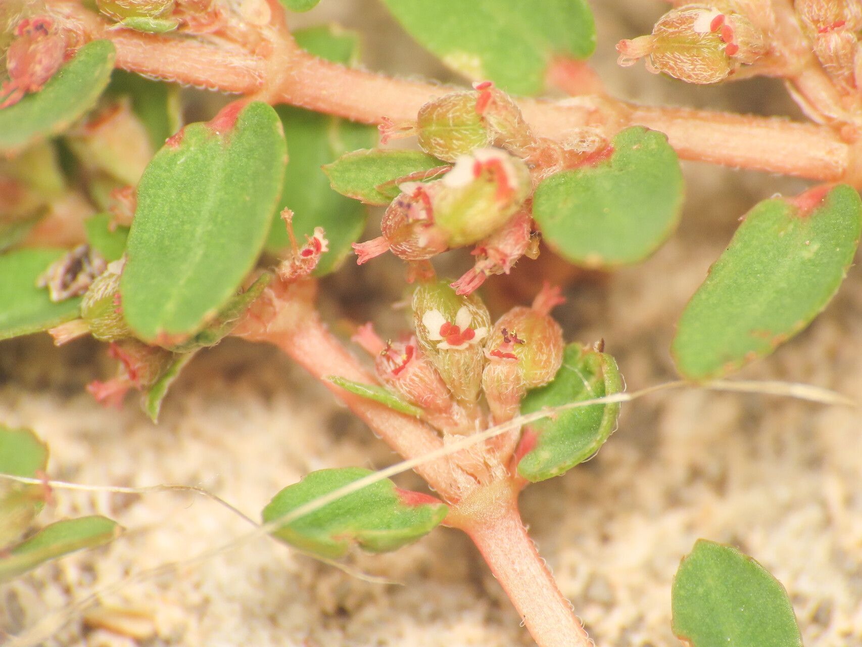 Euphorbia thymifolia flower