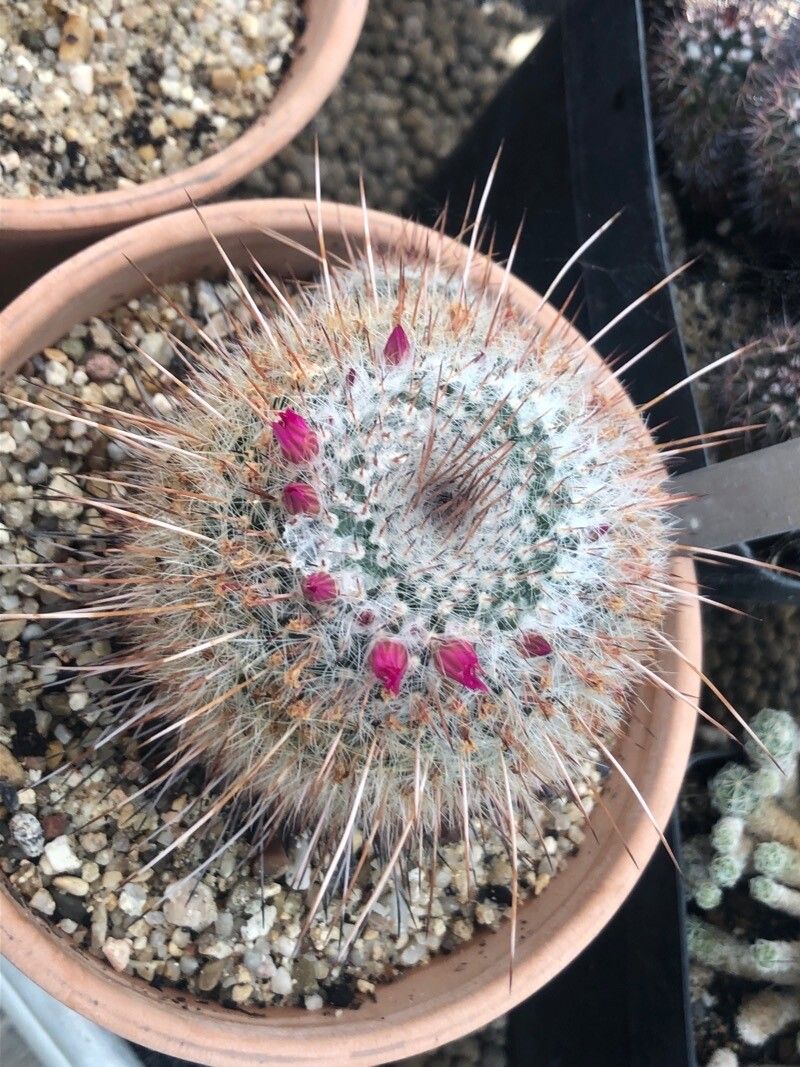 Mammillaria varieaculeata — search result for 'Mammillaria'
