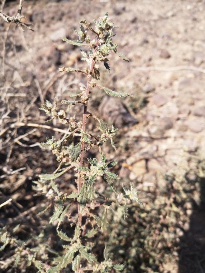 Forsskaolea angustifolia flower