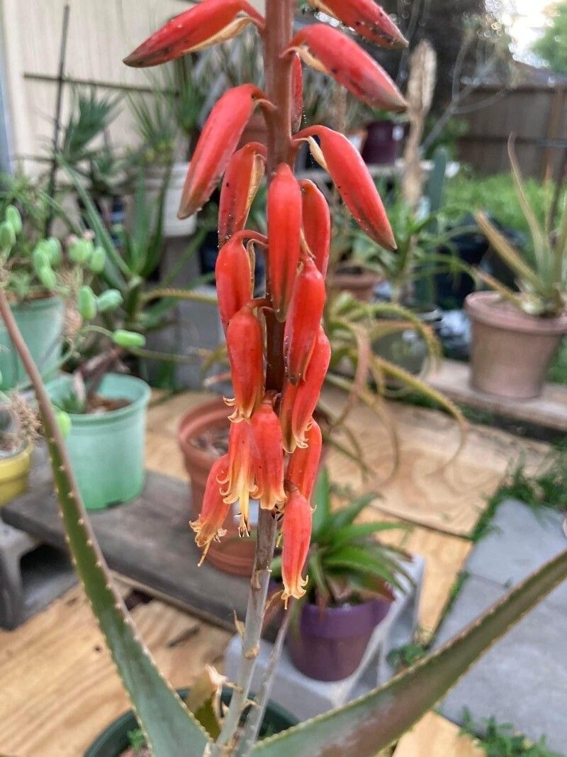 Aloe pseudorubroviolacea flower