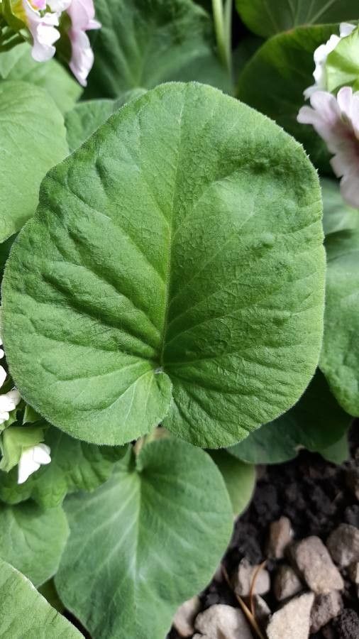 Primula obconica leaf
