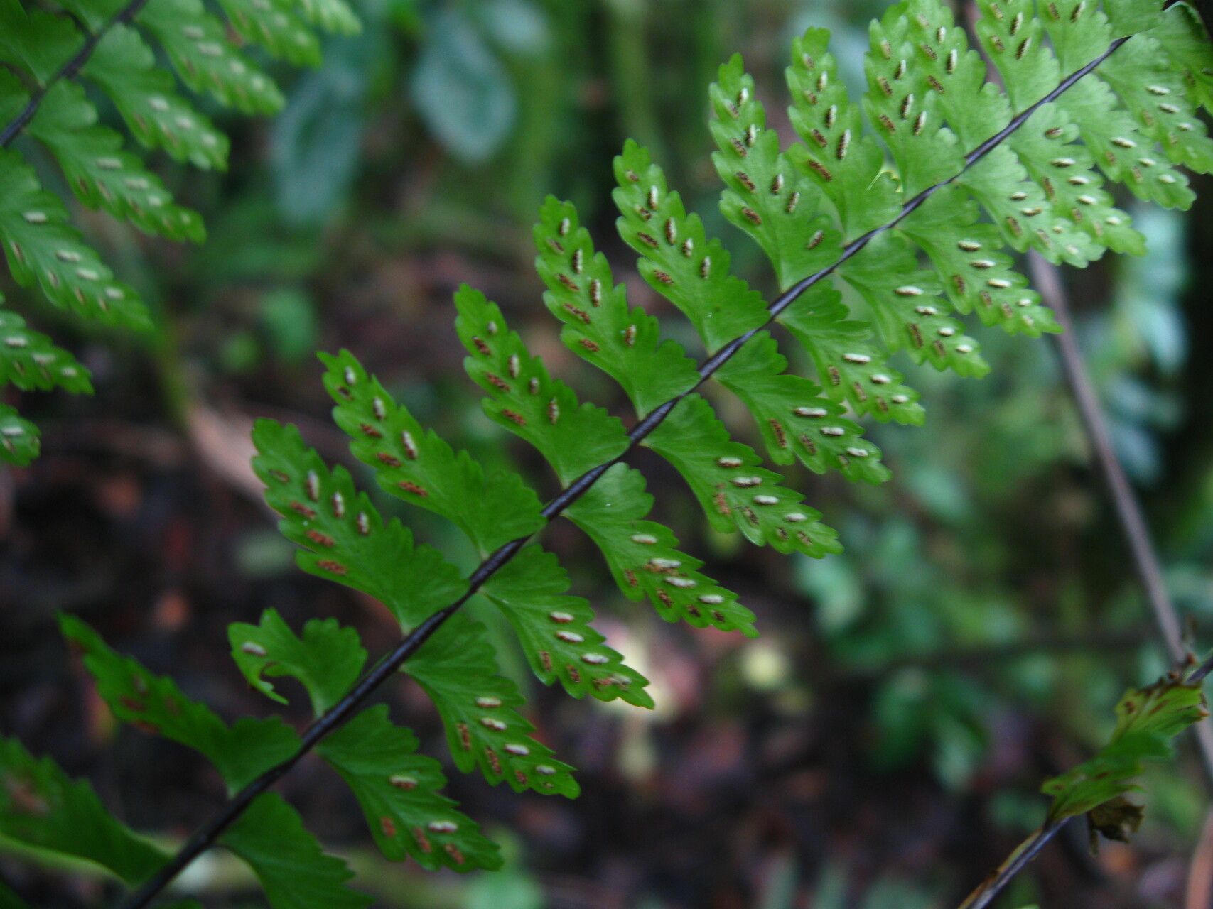 Asplenium anisophyllum fruit
