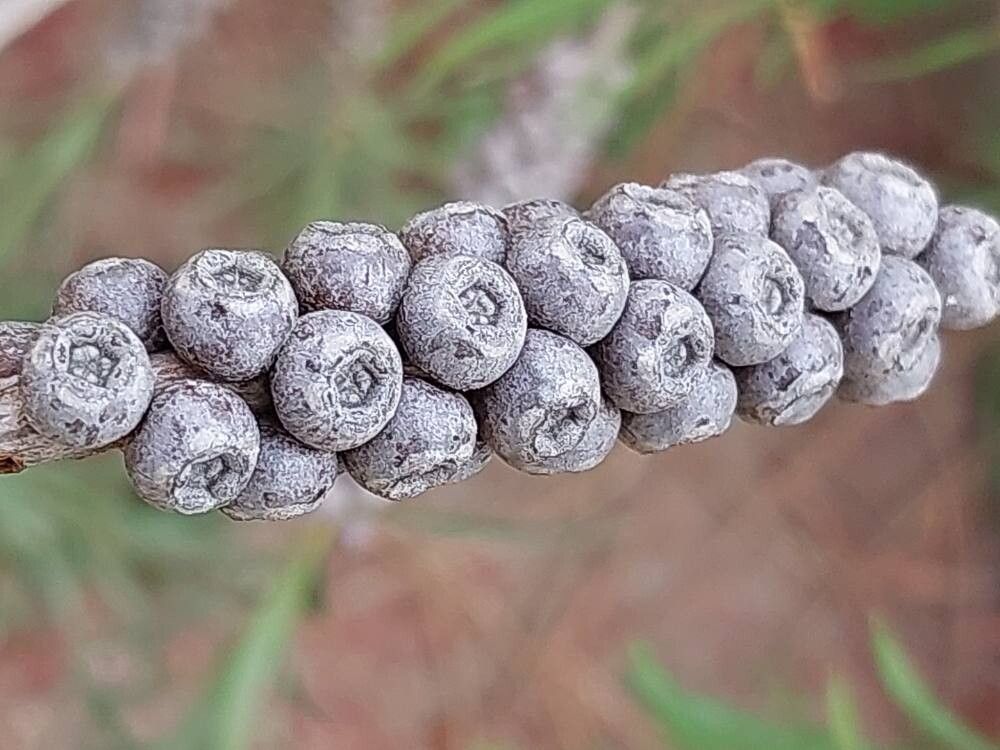 Melaleuca lophantha fruit