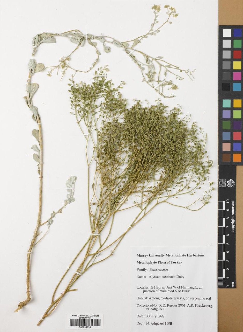 Alyssum corsicum flower