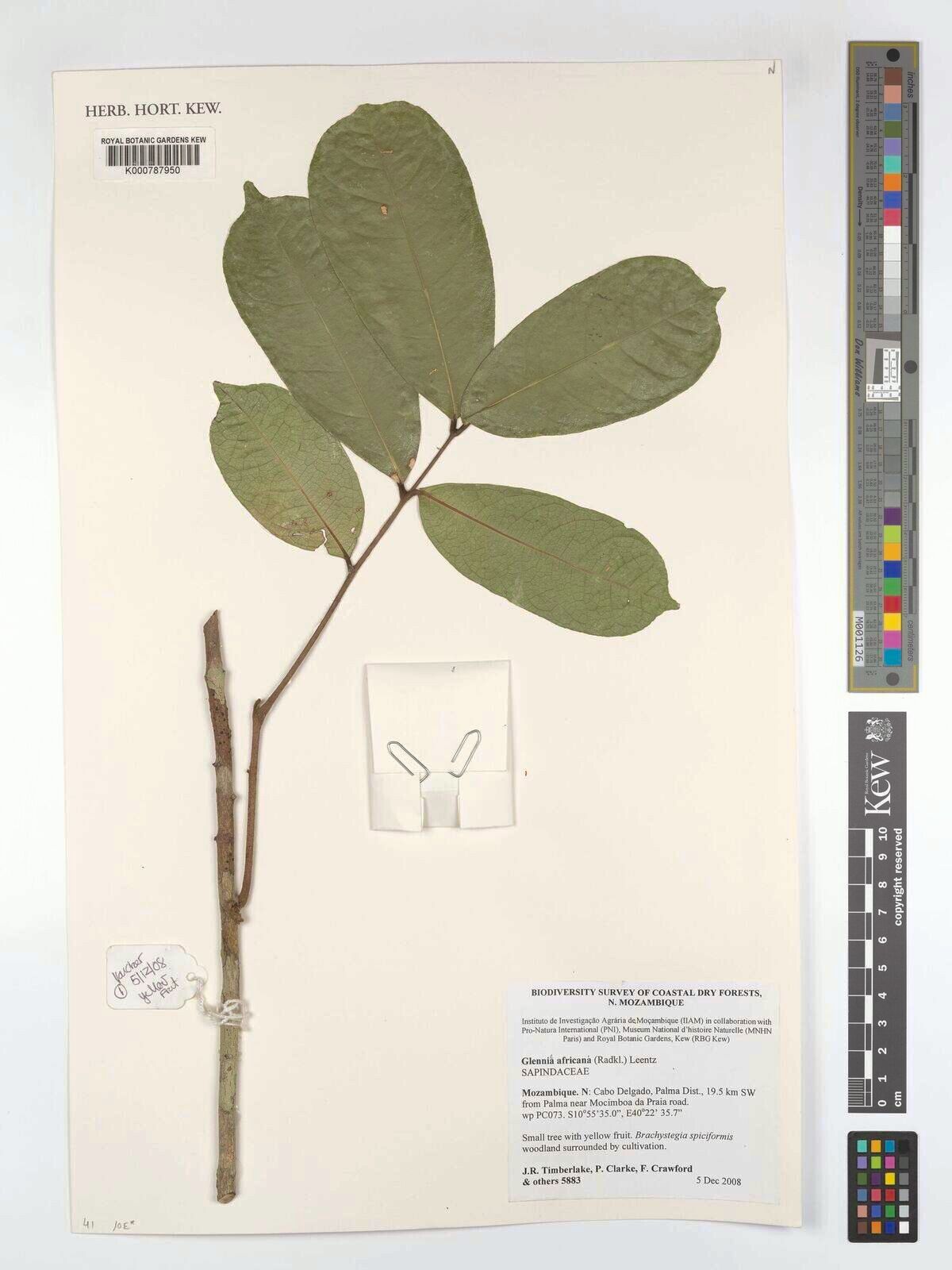 Glenniea africana — houseplant care guide