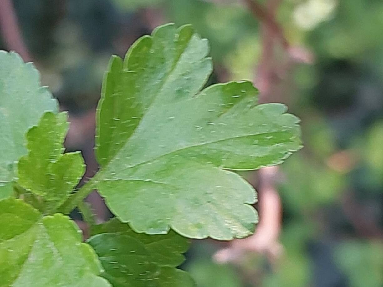 Ribes luridum leaf