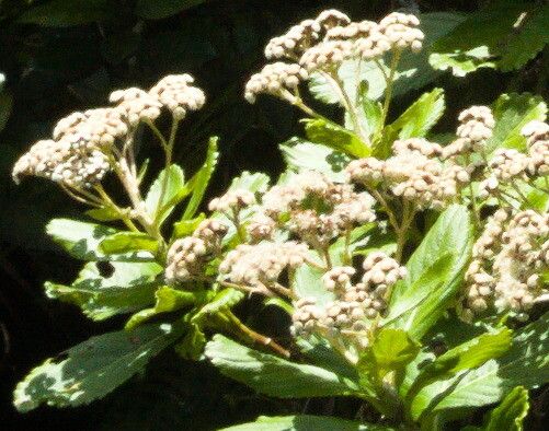 Psiadia boivinii flower