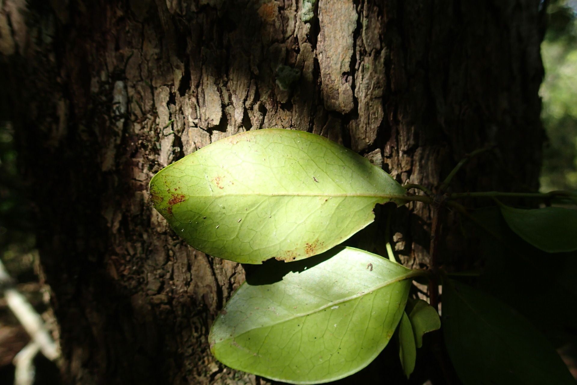 Pleurostylia opposita leaf